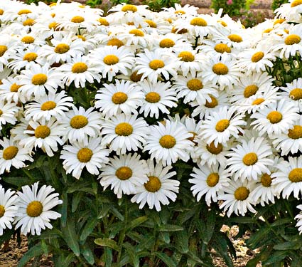 Leucanthemum - superbum Daisy May